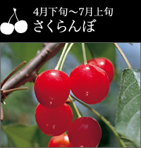 4月下旬〜7月上旬 さくらんぼ