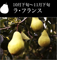 10月下旬〜11月下旬 ラ・フランス