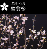 12月〜2月 啓翁桜